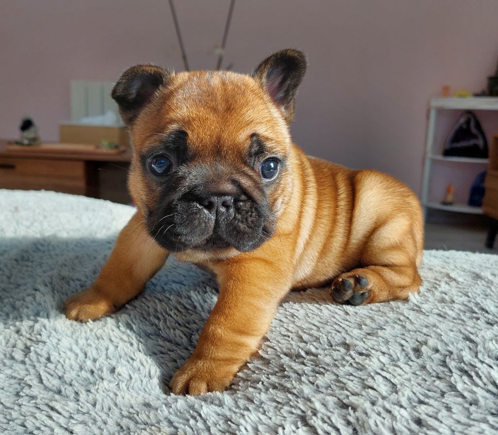 De La Lignee Des Clowns - Chiot disponible  - Bouledogue français