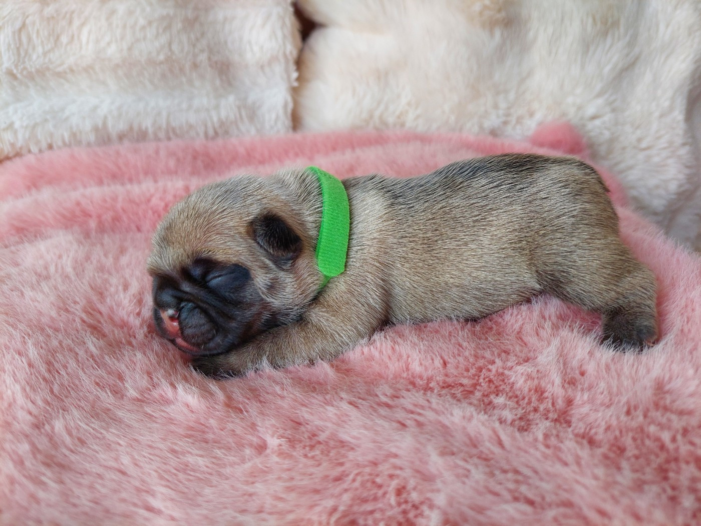 De La Lignee Des Clowns - Chiots disponibles - Bouledogue français