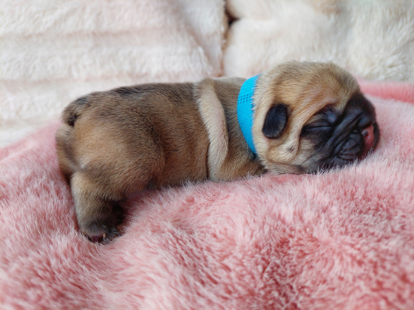 De La Lignee Des Clowns - Chiots disponibles - Bouledogue français