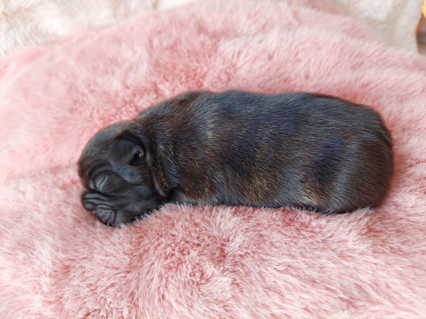 De La Lignee Des Clowns - Chiots disponibles - Bouledogue français