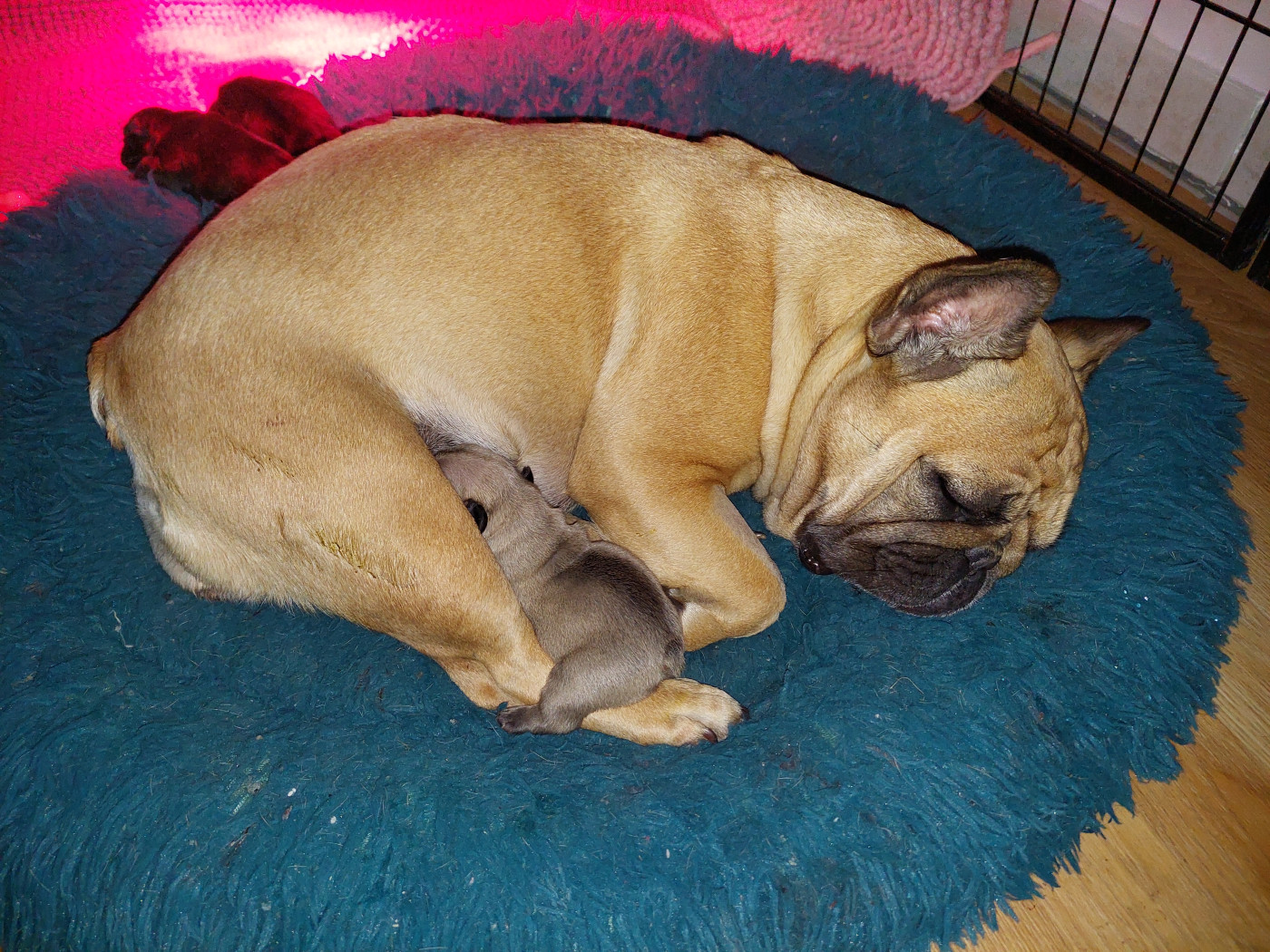 Chiot Bouledogue français De La Lignee Des Clowns