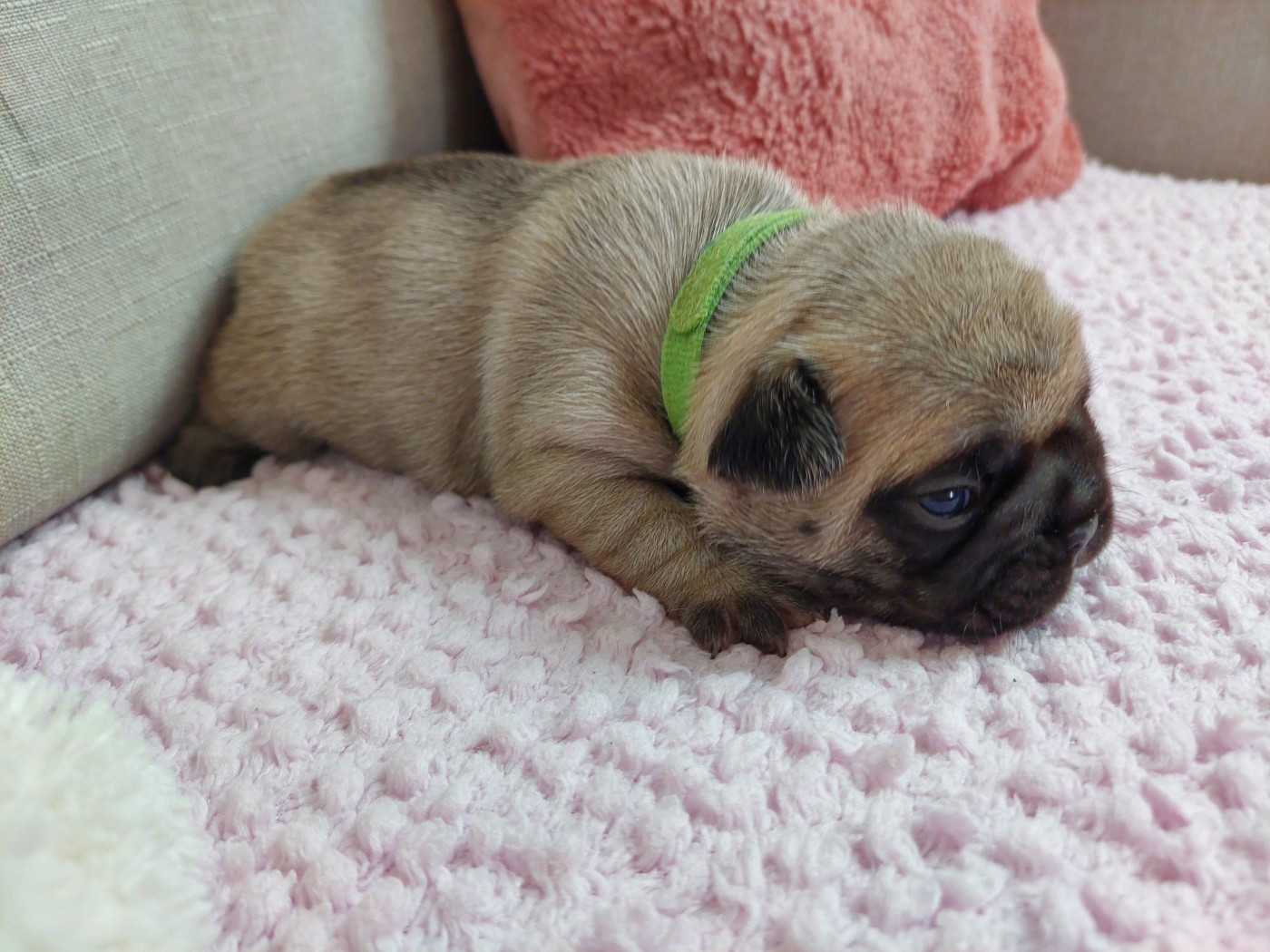 De La Lignee Des Clowns - Chiots disponibles - Bouledogue français