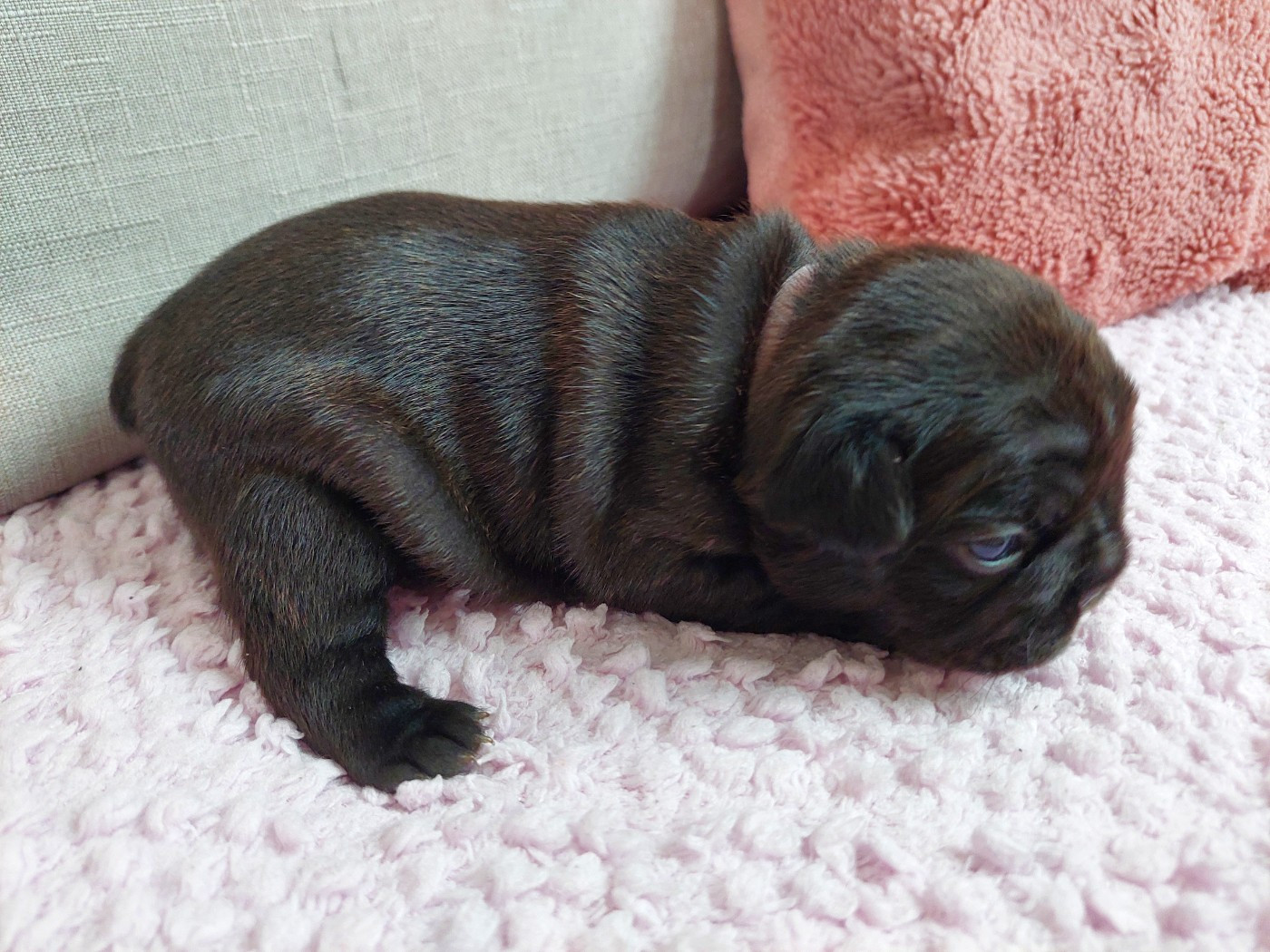De La Lignee Des Clowns - Chiots disponibles - Bouledogue français