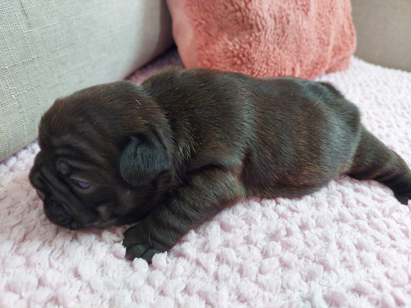De La Lignee Des Clowns - Chiots disponibles - Bouledogue français